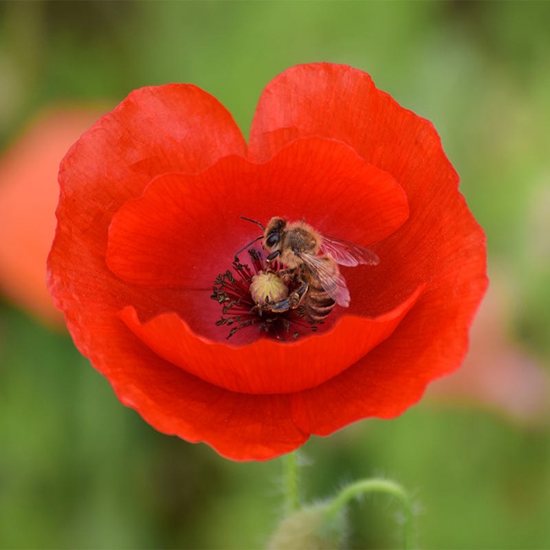 Red Poppy Seeds