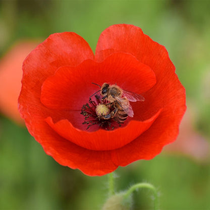 Red Poppy Seeds