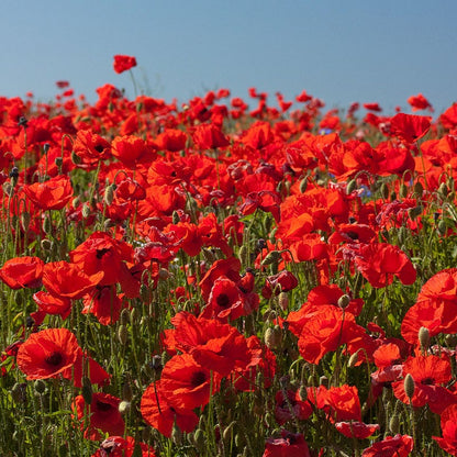 Red Poppy Seeds
