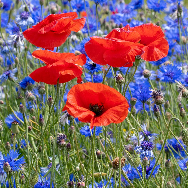 Red Poppy Seeds