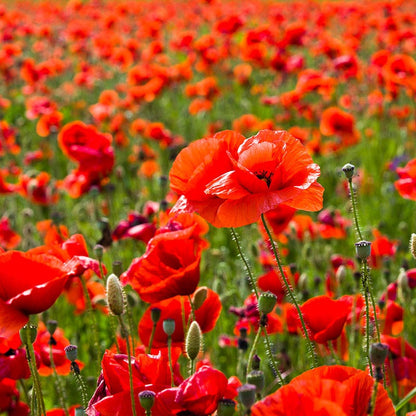 Red Poppy Seeds