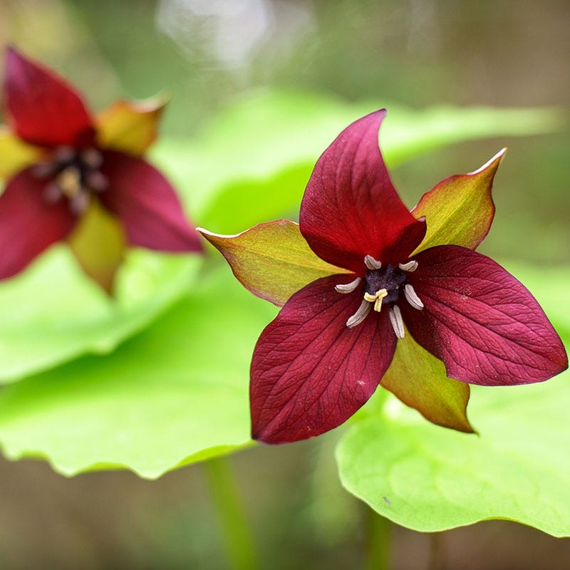Red Trillium
