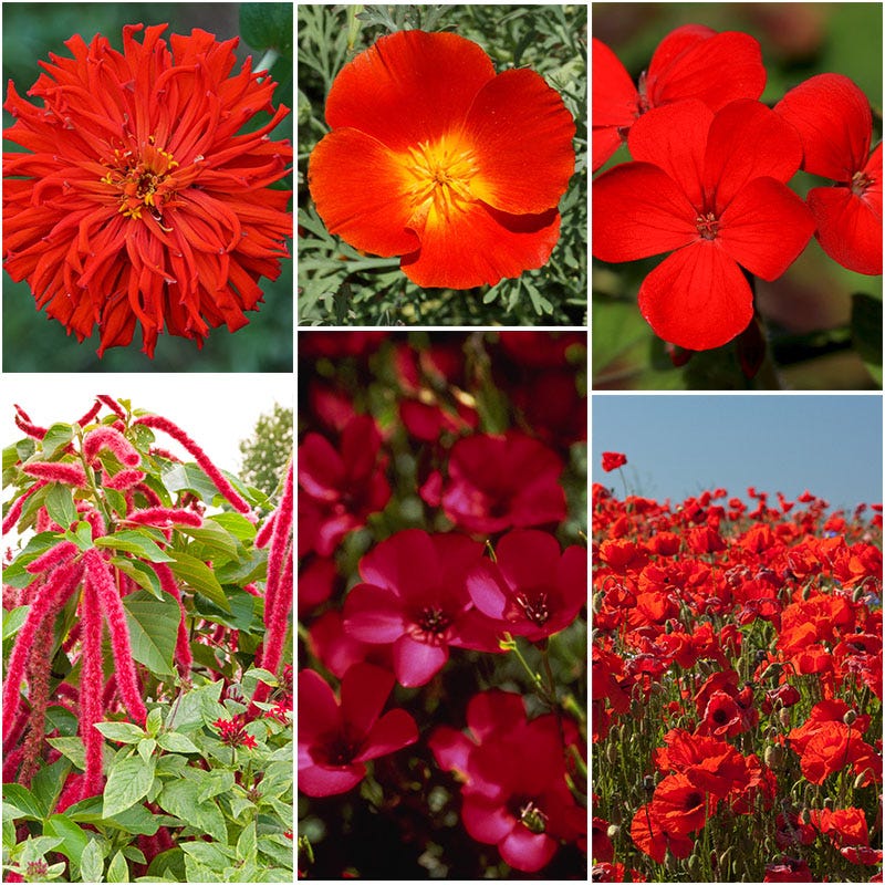 Red Wildflower Seed Mix