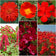 Red Wildflower Seed Mix