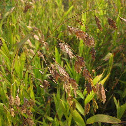 Northern Sea Oats