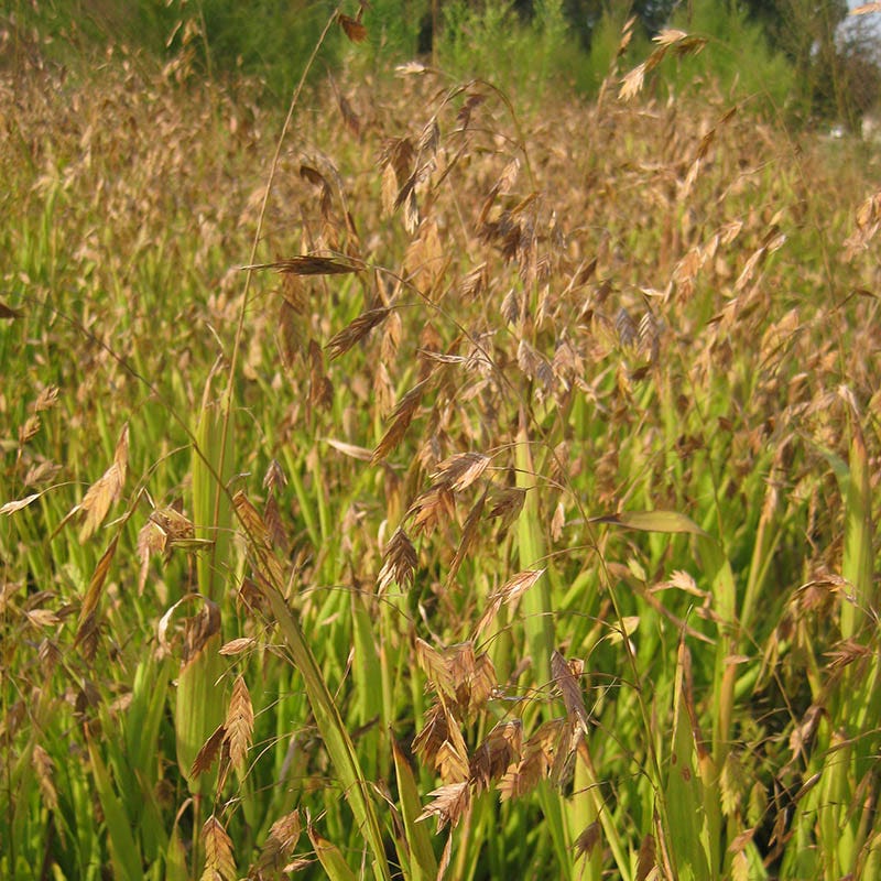 Northern Sea Oats