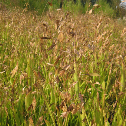 Northern Sea Oats