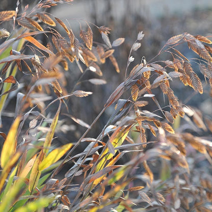 Northern Sea Oats