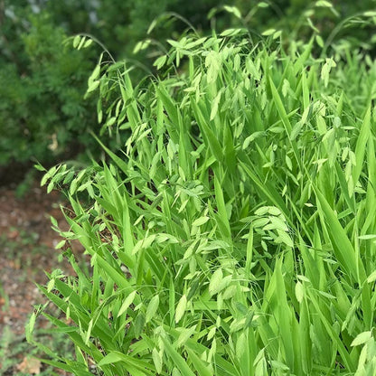 Northern Sea Oats