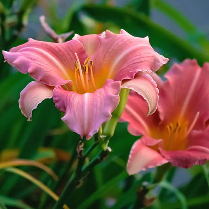 Rosa Bellini Reblooming Daylily
