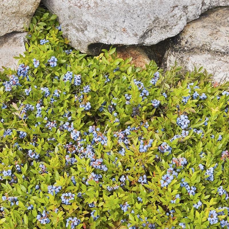 Ruby Carpet Wild Blueberry