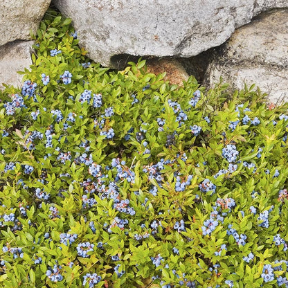 Ruby Carpet Wild Blueberry