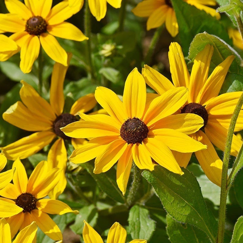 Deer Resistant Pre-Planned Garden