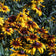 Gloriosa Daisy Seeds