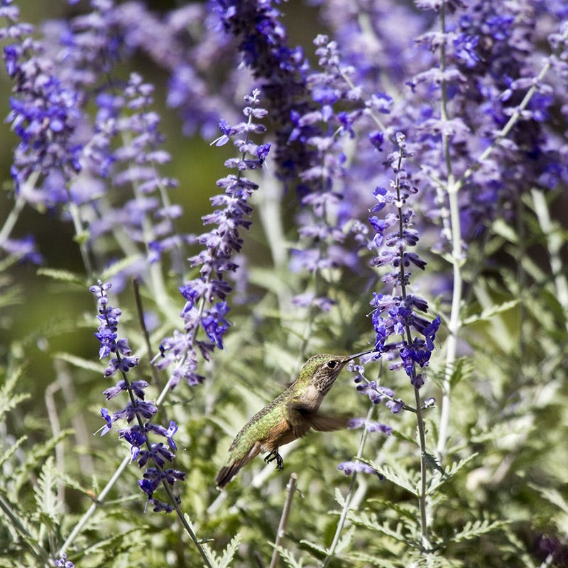 Russian Sage