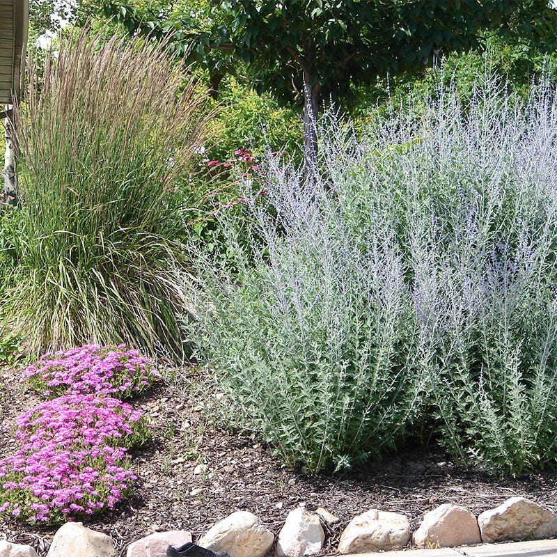 Russian Sage
