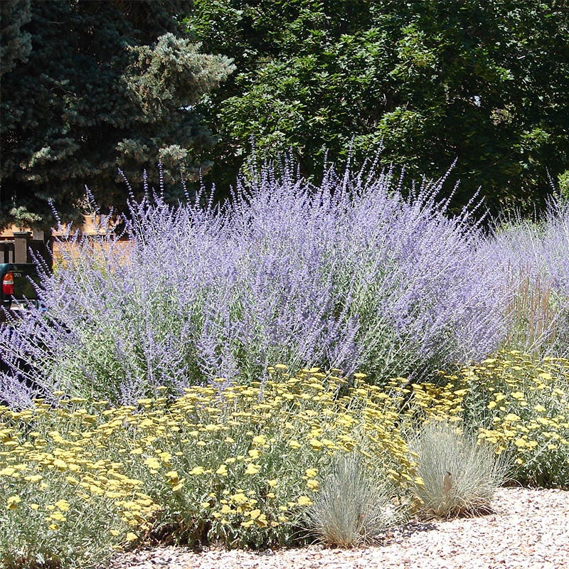 Russian Sage