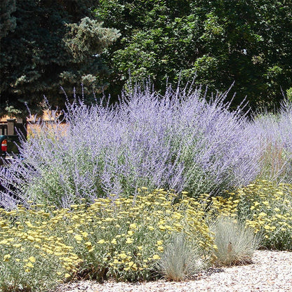 Russian Sage