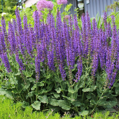 Salvia May Night