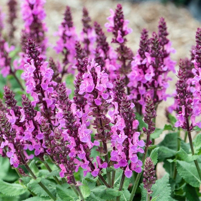 Pink Lemonade Low Grow Plant Collection
