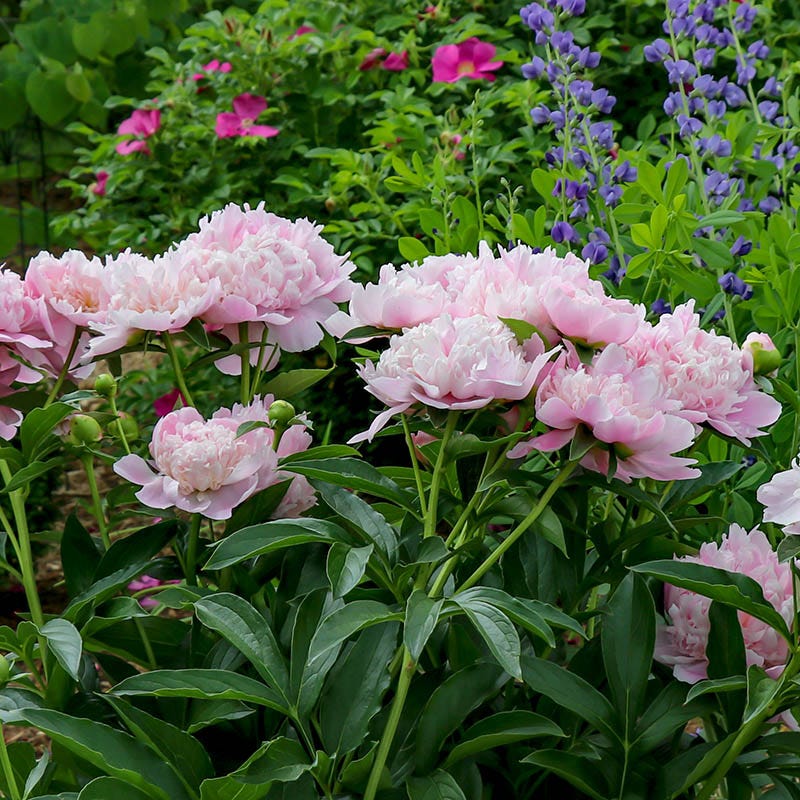 Sarah Bernhardt Peony