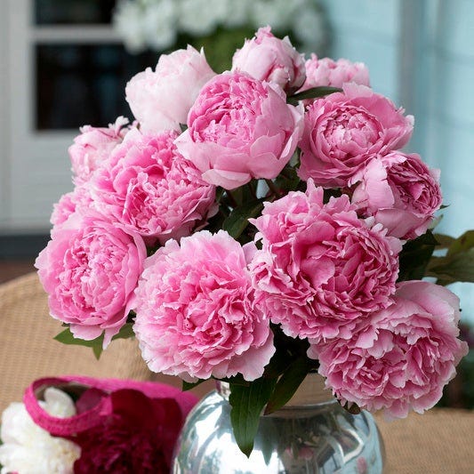 Sarah Bernhardt Peony