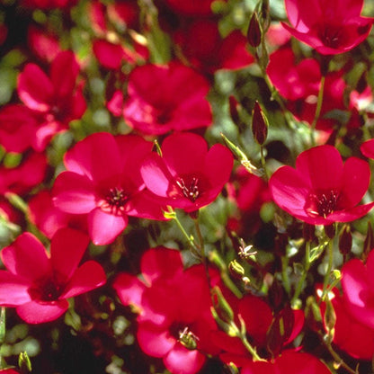 Scarlet Flax Seeds