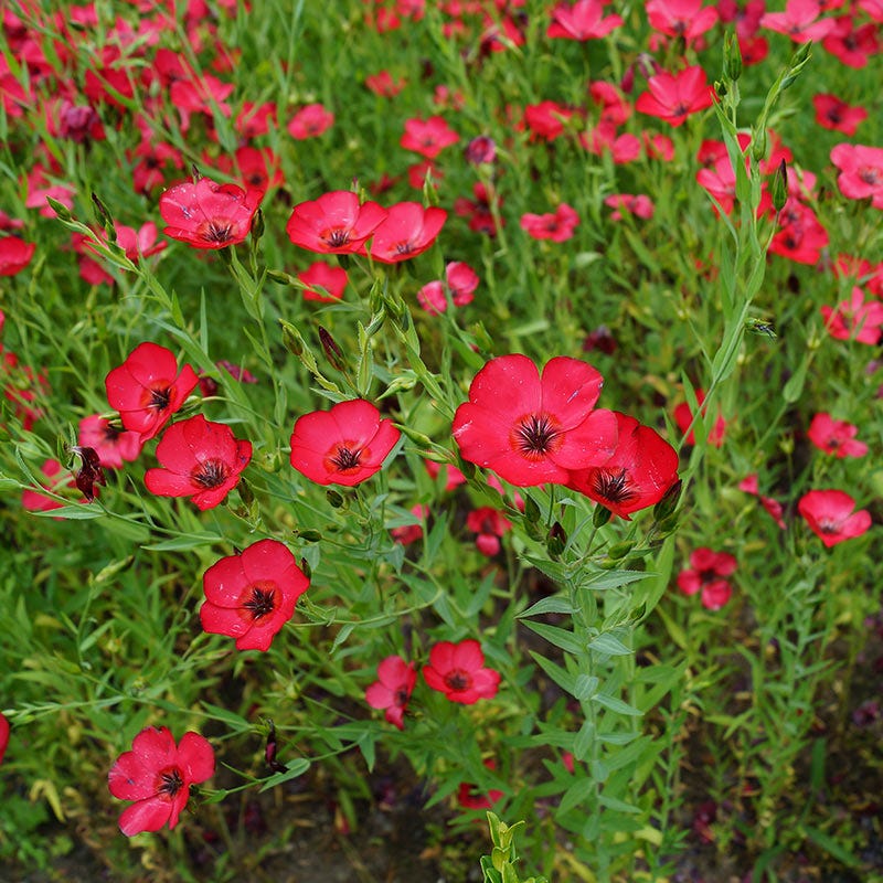Scarlet Flax Seeds
