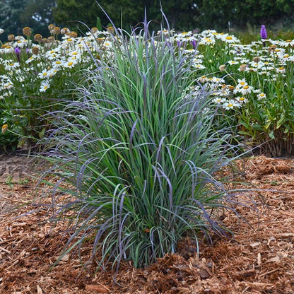 Twilight Zone Little Bluestem Grass
