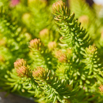 Angelina Sedum