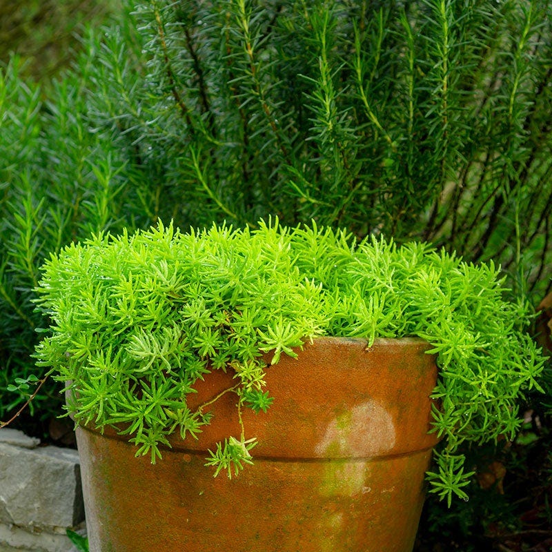Angelina Sedum