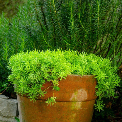 Angelina Sedum