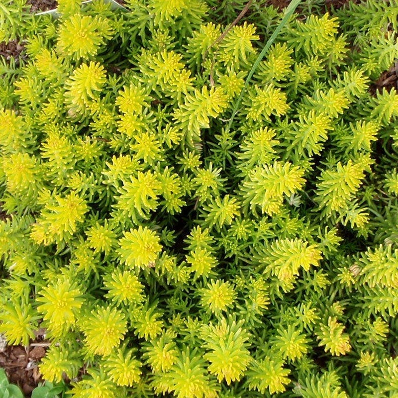 Angelina Sedum