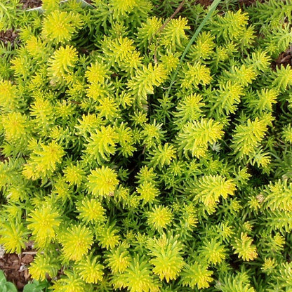 Angelina Sedum