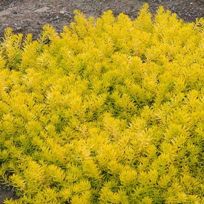Angelina Sedum