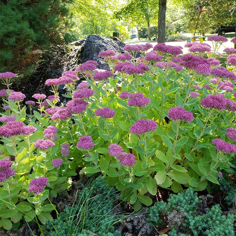 Sun Loving Pre-Planned Garden - Small