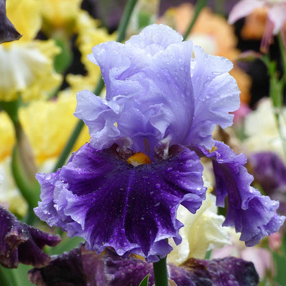 Seward Bearded Iris