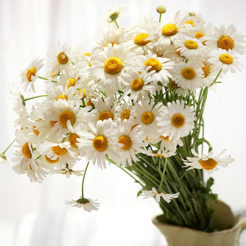 Bouquets For Days Perennial Wildflower Seed Collection