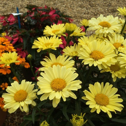 Real Sunbeam Shasta Daisy