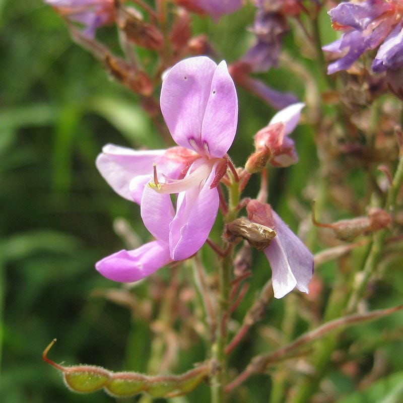 Showy Tick Trefoil Seeds
