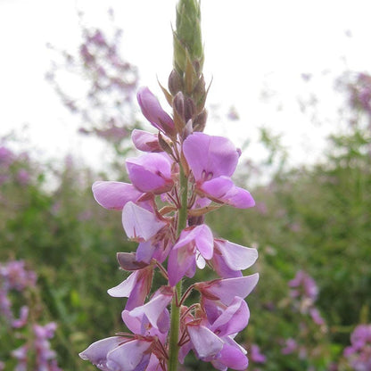 Showy Tick Trefoil Seeds