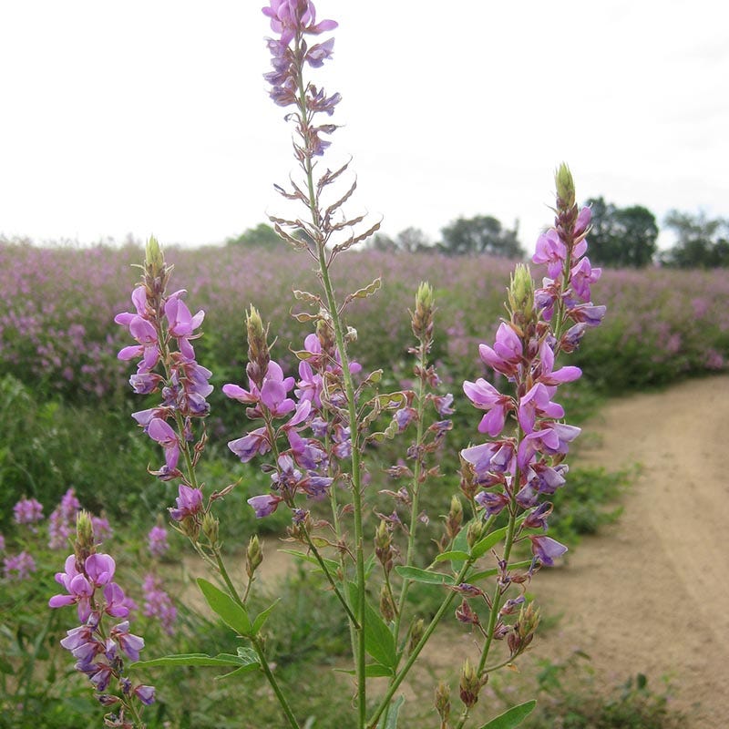 Showy Tick Trefoil Seeds