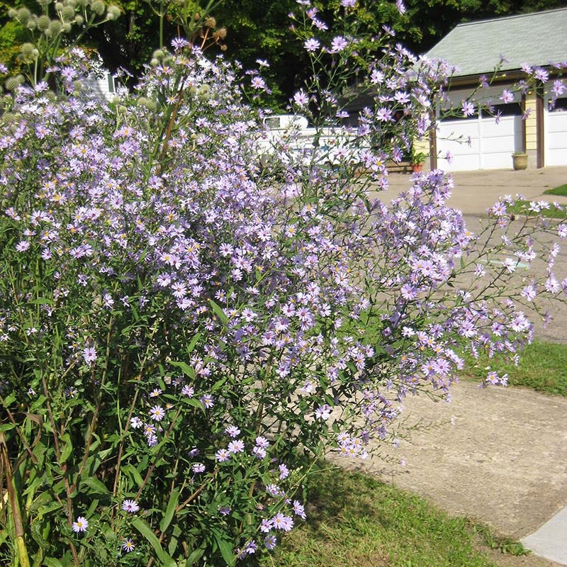 Smooth Blue Aster
