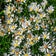 Solidago ptarmicoides