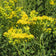 Stiff Goldenrod Seeds