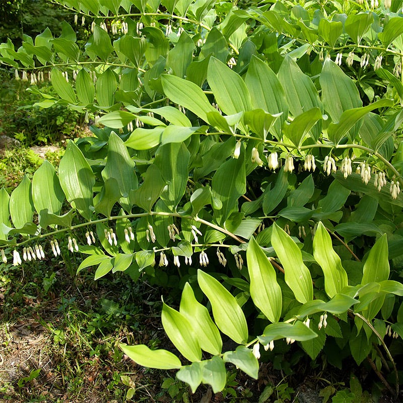 Solomon's Seal