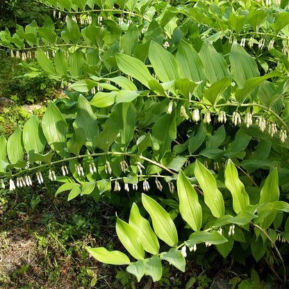 Solomon's Seal