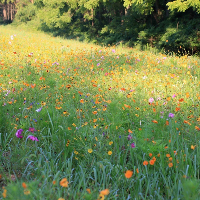 Alabama Select Wildflower Seed Mix