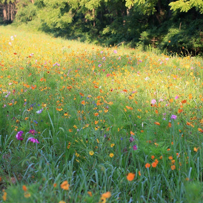 Alabama Select Wildflower Seed Mix