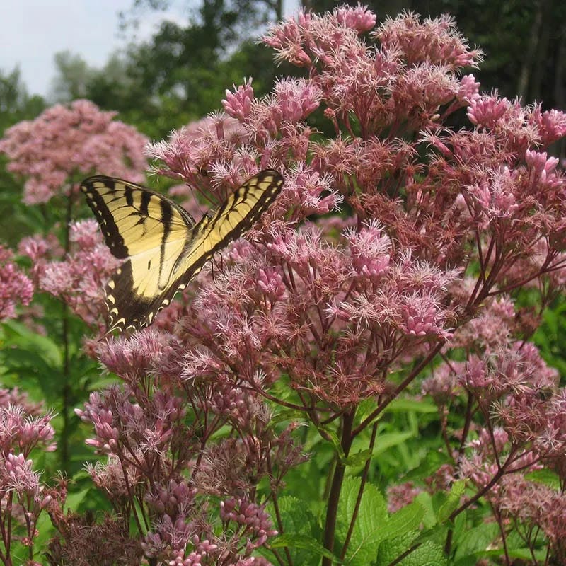 Spotted Joe Pye Weed
